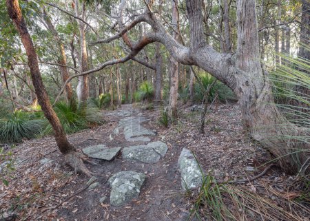 Pfad zwischen Bäumen durch Buschland im Bouddi Nationalpark nsw Zentralküste