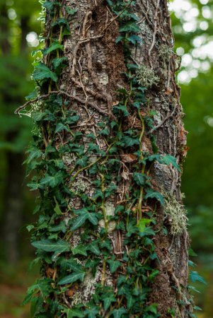 Photo for Detail green climbing plant coiled on tree trunk vertically in forest - Royalty Free Image