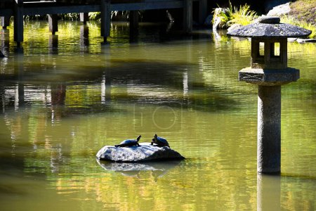 Foto de Geoemydidae pair of terrapins sunbathing in artificial lake in park - Imagen libre de derechos