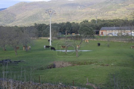 Photo for Cows in Dehesa de Extremadura in spring Villar de Plasencia horizontally on a sunny day - Royalty Free Image
