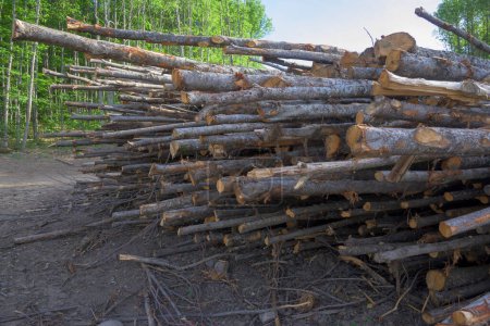 Téléchargez les photos : Jeunes troncs de châtaigniers empilés déforestation fraîchement coupée - en image libre de droit