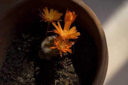 Photo for Orange Rebutia cactus flower in pot with sunbeam horizontal - Royalty Free Image