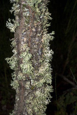 Téléchargez les photos : Lichens verts sur le tronc symbiose en automne verticalement avec fond foncé - en image libre de droit