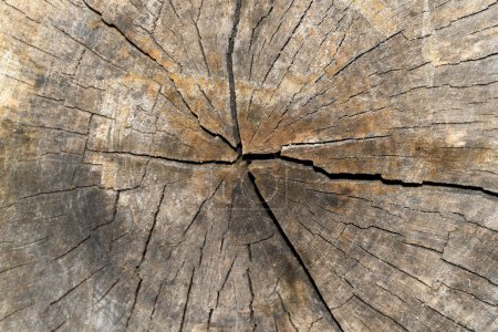 Téléchargez les photos : Tronc d'arbre sec avec fissures et anneaux dès l'âge de l'arbre horizontalement - en image libre de droit