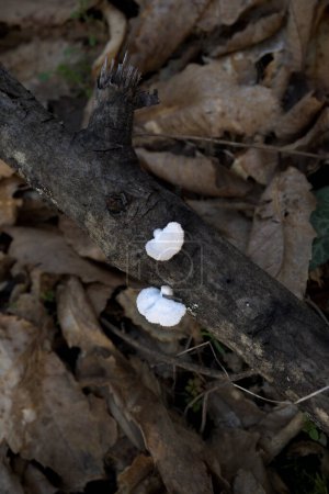 Photo for Hericium erinaceus mushroom fungus white with hairs tree trunk - Royalty Free Image