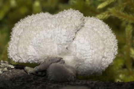 Photo for Hericium erinaceus mushroom fungus white with hairs tree trunk horizontal - Royalty Free Image