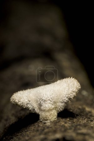 Photo for Hericium erinaceus mushroom fungus white with hairs tree trunk vertical - Royalty Free Image