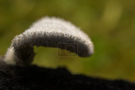 Photo for Detail Hericium erinaceus mushroom white fungus with hairs tree trunk horizontal - Royalty Free Image