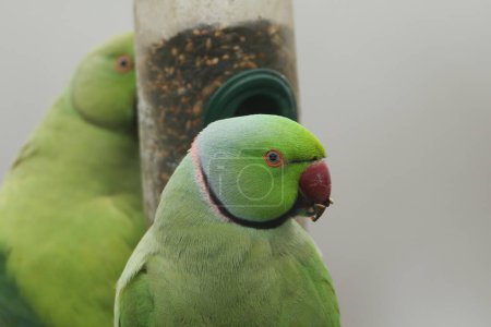 Two wild ring-necked, or rose-ringed Parakeets, Psittacula krameri, feeding from a seed feeder. It is the UK's most abundant naturalized parrot.