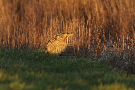 Photo for A rare hunting Bittern, Botaurus stellaris, standing at the edge of reeds growing at the side of a stream in the evening golden hour. - Royalty Free Image
