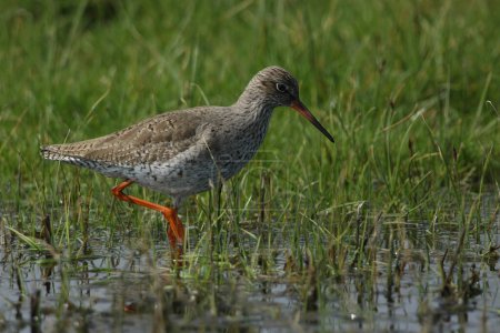 Photo for A Redshank, Tringa totanus, feeding along the edge of a marshy area in a field in springtime. - Royalty Free Image