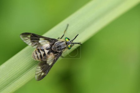Photo for A Twin-lobed Deerfly, Chrysops relictus, on a reed. - Royalty Free Image