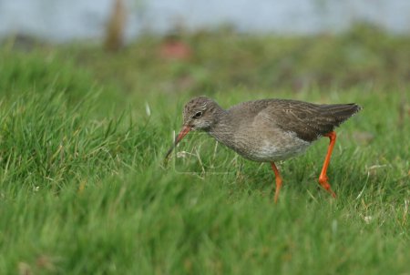 A Redshank, Tringa totanus, feeding along the edge of a marshy area in a field in springtime.