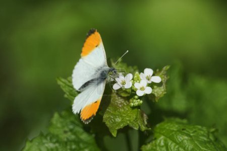 Ein Orangenspitzen-Schmetterling, Anthocharis cardamines, Nektarschlürfen auf Knoblauchsenf auf einer Waldlichtung.