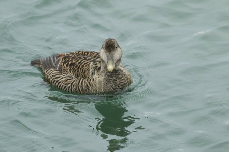 Photo for A female Eider (Somateria mollissima) swimming on the sea. - Royalty Free Image