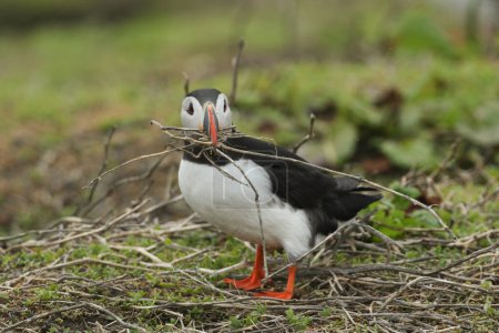 A Puffin, Fratercula arctica, on an island in the sea during breeding season walking with a beak full of sticks for its nest.