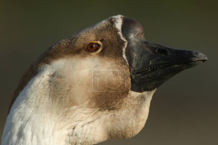 Una foto de un ganso africano, Anser cygnoides.