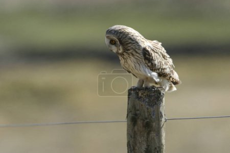 A magnificent hunting Short-eared Owl, Asio flammeus, perching on a fence post in the Moors.