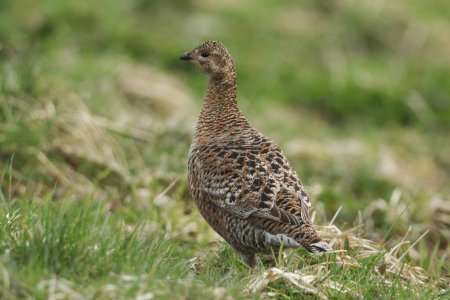  A rare female Black Grouse, Tetrao tetrix, standing in the grass in the moors on a rainy day.