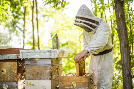Photo for Beekeeper is examining his beehives in forest. Beekeeping professional occupation. - Royalty Free Image