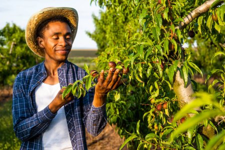 Porträt eines afrikanisch-amerikanischen Bauern in seinem Obstgarten. Er baut Pflaumen an.