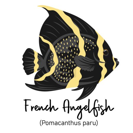 Illustration for French Angelfish or Pomacanthus paru. Marine dweller with colorful body and fins for swimming - Royalty Free Image