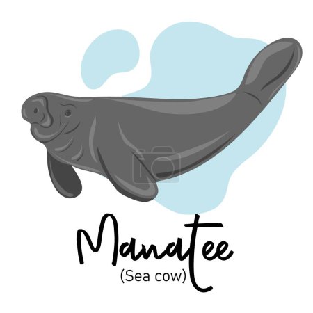 Téléchargez les illustrations : Manatee. Sea cow swimming underwater - en licence libre de droit