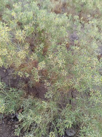 Kümmel (Carum carvi) Pflanze und Samen, frische Pflanze mit reifem Kümmel auf natürlichem Hintergrund. Kümmel. Bereit für die Ernte.