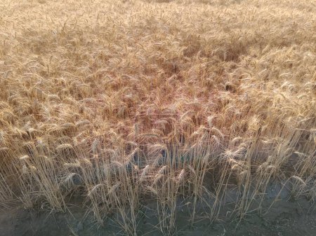 Campo de trigo, granja de trigo dorado, planta, cultivos de cereales verdes, campo de trigo, cebada o centeno, espigas de trigo