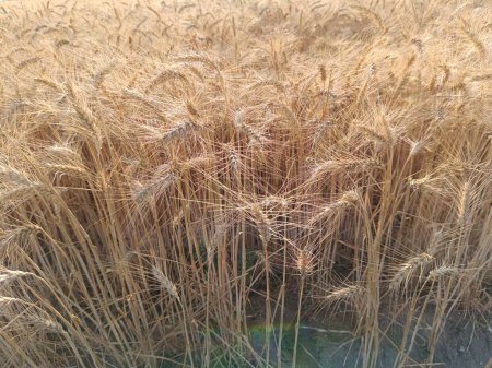 Campo de trigo. Orejas de trigo dorado de cerca. Hermoso paisaje de la puesta del sol de la naturaleza. Paisaje rural bajo la luz del sol brillante. El fondo de las espigas que maduran del campo de trigo del prado. Rich harvest Concept. Anuncios
