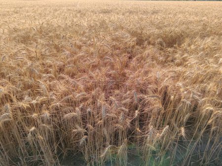 Campo de cultivo de trigo Sunset Landscape
