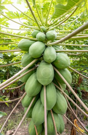 Photo for Papaya cultivation. Papayas and papaya trees in La Unin Valle del Cauca, Colombia. Cultivation of tropical fruits. - Royalty Free Image
