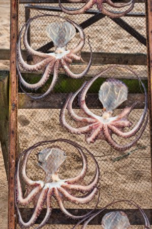 Photo for Octopuss drying in the sun in a beach - Royalty Free Image