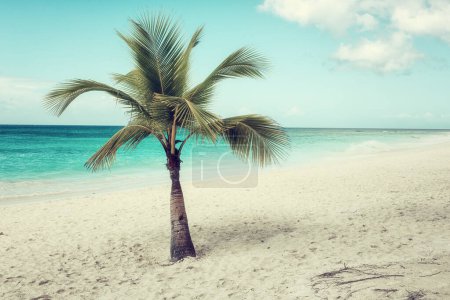 Téléchargez les photos : Incroyable plage de paradis tropical avec sable blanc, cocotier, mer et ciel bleu, arrière-plan de voyage en plein air, concept de vacances d'été, papier peint naturel. Caraïbes, île de Saona, République dominicaine - en image libre de droit
