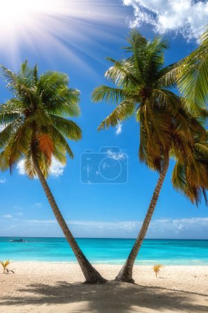 Téléchargez les photos : Superbe plage tropicale paradisiaque avec sable blanc, cocotiers, ciel bleu et mer, arrière-plan de voyage en plein air, concept de vacances d'été, papier peint naturel. Caraïbes, île de Saona, République dominicaine - en image libre de droit