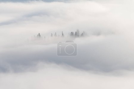 Foto de Vista panorámica de las copas de los abetos en las nubes, increíble paisaje montañoso brumoso, fondo natural de viaje al aire libre - Imagen libre de derechos