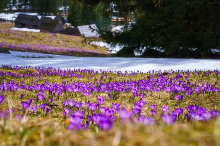 Dolina Chocholowska mit blühenden lila Krokussen oder Safranblüten, berühmtes Tal in der Hohen Tatra, Polen. Landschaftliche Frühlingslandschaft, natürliche Outdoor-Reise Hintergrund