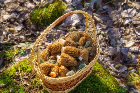 Photo for Morel fungus, harvested edible wild mushrooms in the basket in a sunny spring forest (verpa bohemica), natural outdoor background, vacation and activity on a fresh air - Royalty Free Image