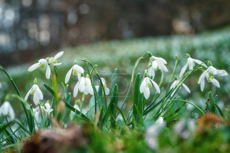 White snowdrop or galanthus flowers growing in the wild nature, springtime outdoor background, early spring in Europe