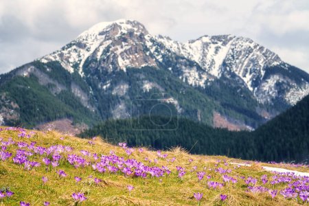Dolina Chocholowska with blossoming purple crocuses or saffron flowers, famous valley in the High Tatra mountains, Poland. Scenic spring landscape, natural outdoor travel background
