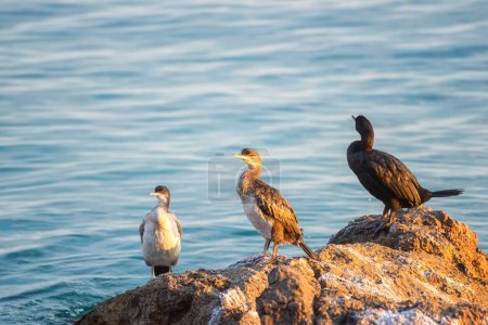 Great cormorant bird (Phalacrocorax carbo) on a stone at Mediterranean seacoast in sunset light, wild animal in nature, natural outdoor background