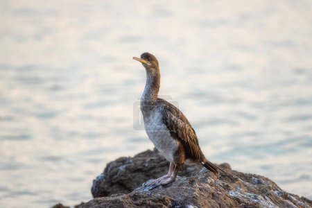 Grand oiseau cormoran (Phalacrocorax carbo) sur une pierre au bord de la mer Méditerranée à la lumière du coucher du soleil, animal sauvage dans la nature, fond naturel extérieur