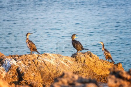 Grand oiseau cormoran (Phalacrocorax carbo) sur une pierre au bord de la mer Méditerranée à la lumière du coucher du soleil, animal sauvage dans la nature, fond naturel extérieur