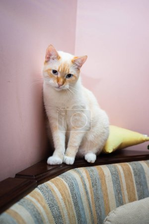 Téléchargez les photos : Red Point domestic cat (Thai Siamese) portrait - en image libre de droit