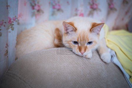 Téléchargez les photos : Red Point domestic cat (Thai Siamese) portrait - en image libre de droit