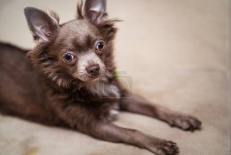 Photo for Lilac cute longhair chiwawa puppy - closeup photography - Royalty Free Image