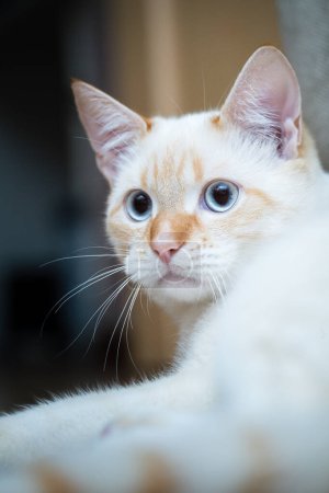 Téléchargez les photos : Portrait rapproché de chat domestique Red Point (Siamois thaïlandais) - en image libre de droit