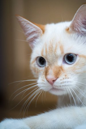 Téléchargez les photos : Portrait rapproché de chat domestique Red Point (Siamois thaïlandais) - en image libre de droit