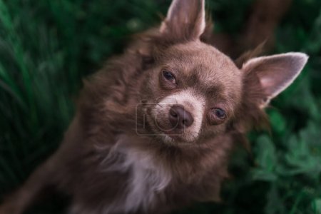 Téléchargez les photos : Lilac cute longhair chiwawa puppy - closeup photography - en image libre de droit