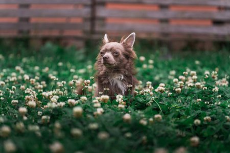 Foto de Lilac cute longhair chiwawa puppy - closeup photography - Imagen libre de derechos